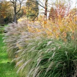 Little Kitten Maiden Grass 7 Little Kitten Maiden Grass -Nature Garden Store Little kitten Madien Grass 1