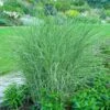 Little Kitten Maiden Grass -Nature Garden Store Little kitten Madien Grass 600x600 d6dfc452 4439 47ec b6c2 1cb63ed67bfb