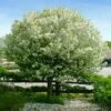 Lollipop® Crabapple Tree -Nature Garden Store Lollipop Crabapple 600x600 d8624b65 ba63 4304 8a6a eed9f908becf