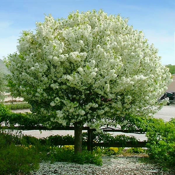 Lollipop® Crabapple Tree 3 Lollipop® Crabapple Tree