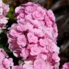 Love Hydrangea -Nature Garden Store Love Hydrangea FGT 600x600 be6fc21e 2089 4279 8614 a48bd6585a70