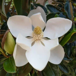 Little Gem Magnolia Tree -Nature Garden Store Lttle Gem Magnolia 2 FGT