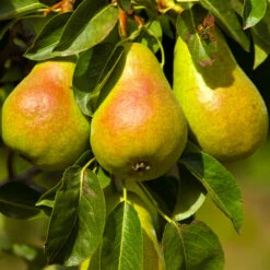 Luscious Pear Tree -Nature Garden Store Luscious Pear 4 FGT