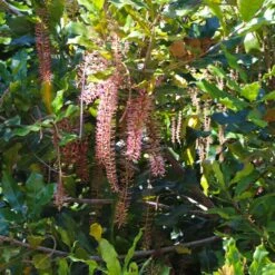 Macadamia Nut Tree -Nature Garden Store Macadamia Nut Tree 2