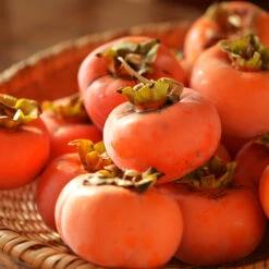 Weeping Persimmon 7 Weeping Persimmon -Nature Garden Store Magic Fountain Weeping Persimmon 2