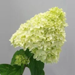Magical® Candle Hydrangea Shrub 9 Magical® Candle Hydrangea Shrub -Nature Garden Store Magical Candle 2