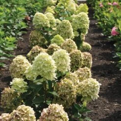 Magical® Candle Hydrangea Shrub 8 Magical® Candle Hydrangea Shrub -Nature Garden Store Magical Candle 3