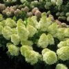 Magical® Candle Hydrangea Shrub 2 Magical® Candle Hydrangea Shrub -Nature Garden Store Magical Candle 600x600 FGT