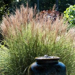 Morning Light Miscanthus 9 Morning Light Miscanthus -Nature Garden Store Maiden Grass Morning light 2 FGT