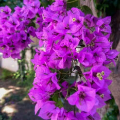 Majestic Purple Bougainvillea -Nature Garden Store Majestic Purple Bougainvillea 4 FGT