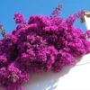 Majestic Purple Bougainvillea -Nature Garden Store Majestic Purple Bougainvillea FGTT 600x600 1