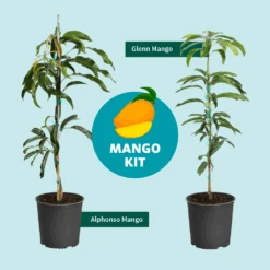 Alphonso Mango -Nature Garden Store Mango Kit Graphic dc77f6db ee29 43d2 85de 9f3718171195
