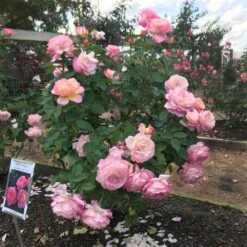 Marc Chagall™ Rose -Nature Garden Store Marc Chagall