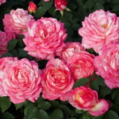 Marc Chagall™ Rose Tree -Nature Garden Store Marc Chagall Standard 3