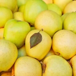 Mutsu (Crispin) Apple Tree 9 Mutsu (Crispin) Apple Tree -Nature Garden Store Matsu Crispin Apple 2