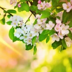 Mutsu (Crispin) Apple Tree 11 Mutsu (Crispin) Apple Tree -Nature Garden Store Matsu Crispin Apple 5 dca4ed85 2ad7 4328 a42e 52262a2a9672