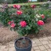 Maurice Utrillo™ Rose Tree -Nature Garden Store Maurice Utrilo Rose Tree FGT 600x600 3dcdfaaa f481 4aac 9e0f 720dcfc84142