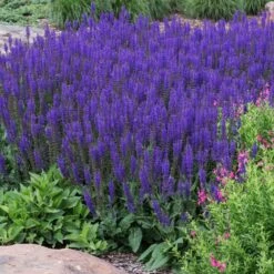 May Night Salvia -Nature Garden Store May Night Salvia sage 2 FGT