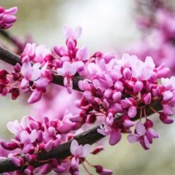 Merlot Redbud Tree -Nature Garden Store Merlot Redbud 2