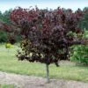 Merlot Redbud Tree -Nature Garden Store Merlot Redbud 600x600 dcb12f0f 23be 4d18 856c 0208116d3a6e