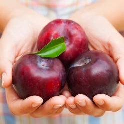 Methley Plum Tree -Nature Garden Store Methley Plum 4 4ec34c93 142f 4450 8af1 feb06f93c049