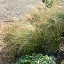 Mexican Feather Grass -Nature Garden Store Mexican Feather Grass 2 FGT