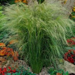 Mexican Feather Grass -Nature Garden Store Mexican Feather Grass 5