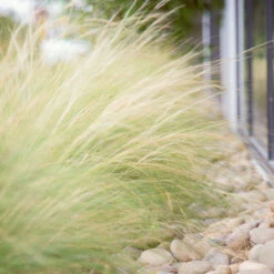 Mexican Feather Grass -Nature Garden Store Mexican Feather Grass 6