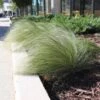 Mexican Feather Grass -Nature Garden Store Mexican Feather Grass FGT 600x600 eb05c49a e036 429c b829 1928983a943b