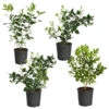 Citrus Bush Variety Kit 1 Citrus Bush Variety Kit -Nature Garden Store Meyer Key cal Per 1 2 bush 600x600 2c56cf88 a401 40e9 bd89 34f2eb3cd2b9