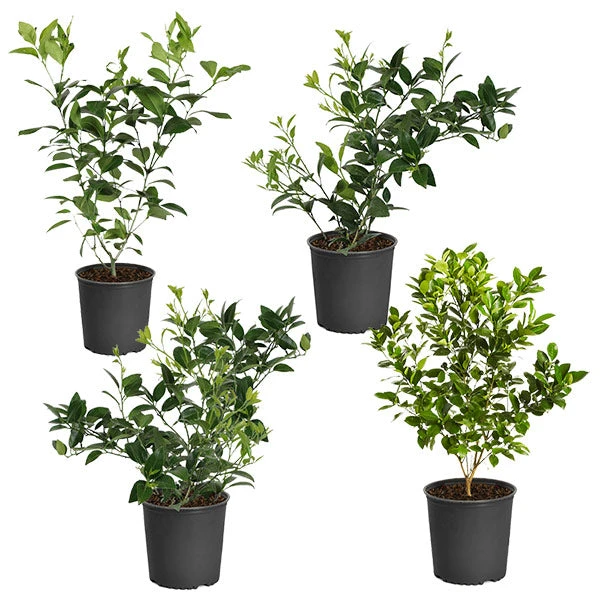 Citrus Bush Variety Kit 3 Citrus Bush Variety Kit