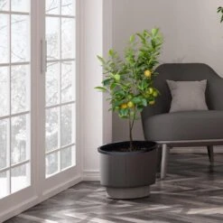 Meyer Lemon Tree - USDA Organic 13 Meyer Lemon Tree - USDA Organic -Nature Garden Store Meyer Lemon Tree 3 FGT b7562976 3142 4944 868e f1282fe437b5