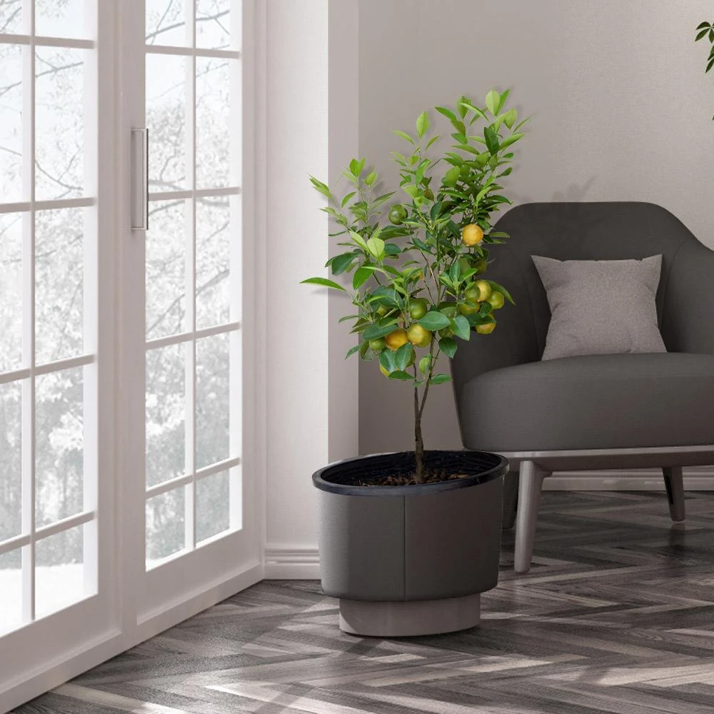 Meyer Lemon Tree - USDA Organic 6 Meyer Lemon Tree - USDA Organic - Image 4