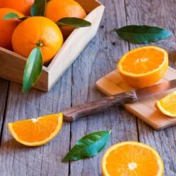 Midknight Valencia Orange 10 Midknight Valencia Orange -Nature Garden Store MidKnight Orange 3 FGT