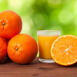 Midknight Valencia Orange 11 Midknight Valencia Orange -Nature Garden Store MidKnight Valencia Orange 3