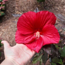 Midnight Marvel Hardy Hibiscus 10 Midnight Marvel Hardy Hibiscus -Nature Garden Store Midnight Marvel Hibiscus 2