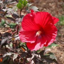 Midnight Marvel Hardy Hibiscus 11 Midnight Marvel Hardy Hibiscus -Nature Garden Store Midnight Marvel Hibiscus 6