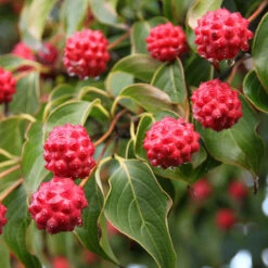 Milky Way Chinese Dogwood Tree -Nature Garden Store Milky Way Select 1