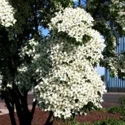 Milky Way Chinese Dogwood Tree -Nature Garden Store Milky Way Select 3