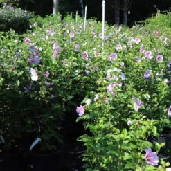 Minerva Rose Of Sharon Althea Shrub -Nature Garden Store Minerva Rose of Sharon 1