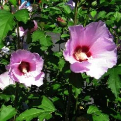 Minerva Rose Of Sharon Althea Shrub -Nature Garden Store Minerva Rose of Sharon 2