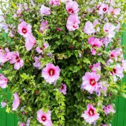 Minerva Rose Of Sharon Althea Shrub -Nature Garden Store Minerva Rose of Sharon 3