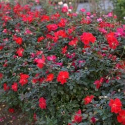 Miracle On The Hudson™ Rose 11 Miracle On The Hudson™ Rose -Nature Garden Store Miracle on the Hudson 4 FGT