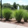 Miscanthus Gracillimus (Maiden Grass) -Nature Garden Store Miscanthus Gracillimus Maiden Grass fgt 600x600 404029e9 7938 4e15 81a4 5e1ed1f40f79