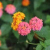 Miss Huff Lantana 2 Miss Huff Lantana -Nature Garden Store Miss huff Lantana FGT 600x600 8587fb7a b50e 47fd 8ed6 09812e04de18