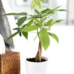 Money Tree In White Pot 8 Money Tree In White Pot -Nature Garden Store Money Tree Green Circle LIV Pottery Pot 2