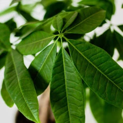 Money Tree In White Pot 9 Money Tree In White Pot -Nature Garden Store Money Tree Green Circle LIV Pottery Pot 3