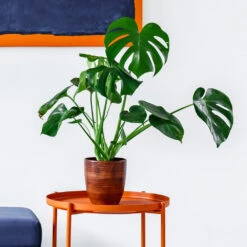 Monstera Deliciosa And Fiddle Leaf Fig Combo -Nature Garden Store Monstera delisiosa 1 BB