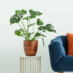 Boho House Plant Kit -Nature Garden Store Monstera delisiosa 3 FGT 704a637b b40b 4518 a8eb f83a103d90ba