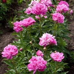 Mr. Ed Peony -Nature Garden Store Mr Ed peony 4 FGT